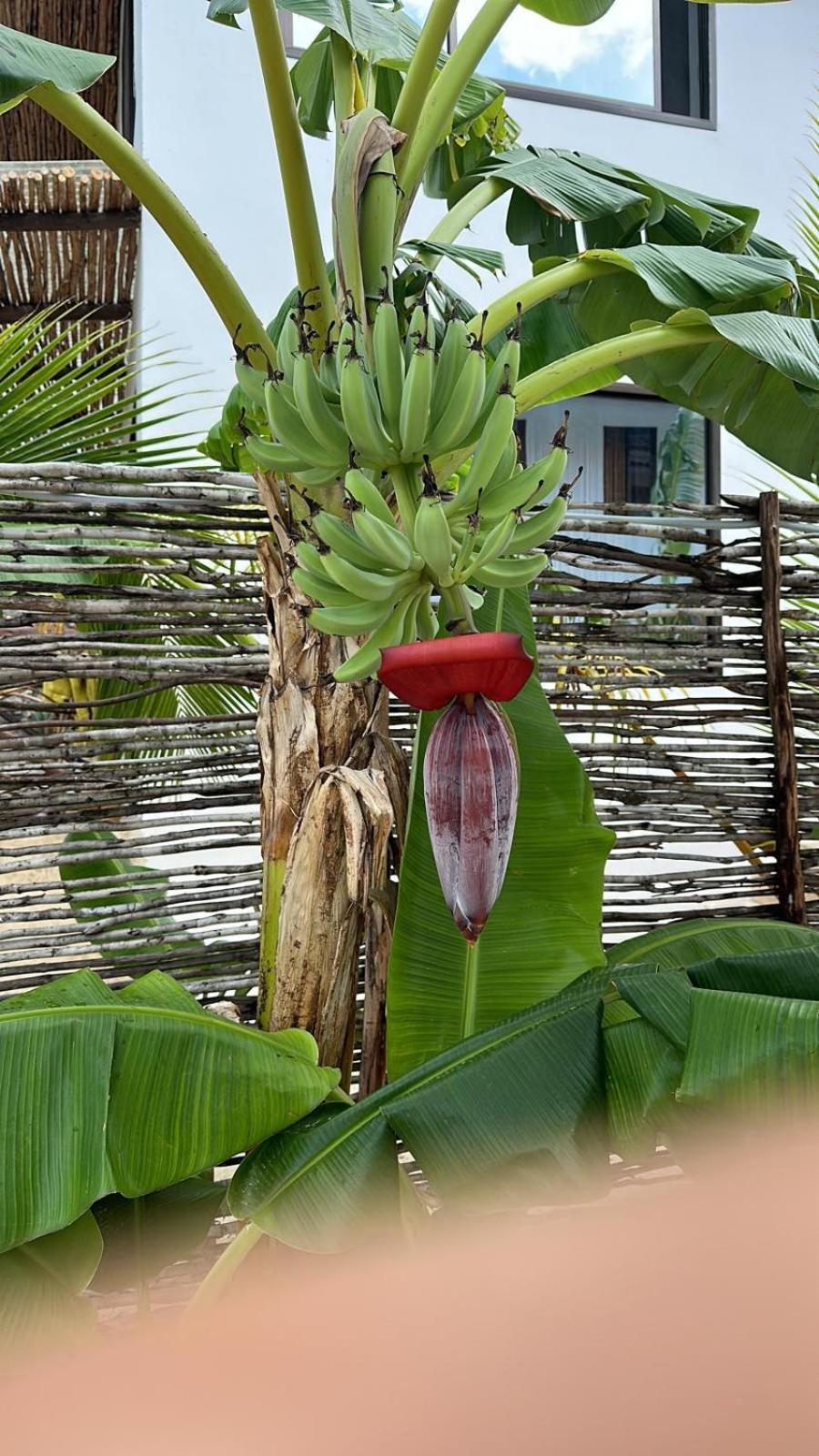 Maracuja Villa Zanzibar Буейю Екстериор снимка